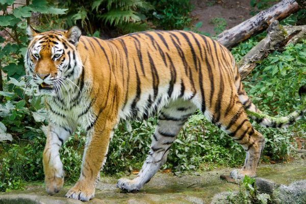 Imagem de um tigre na natureza simbolizando o arquétipo do tigre.