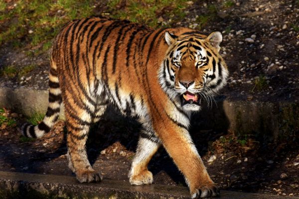 Imagem de um tigre de corpo inteiro para representar o arquétipo do tigre