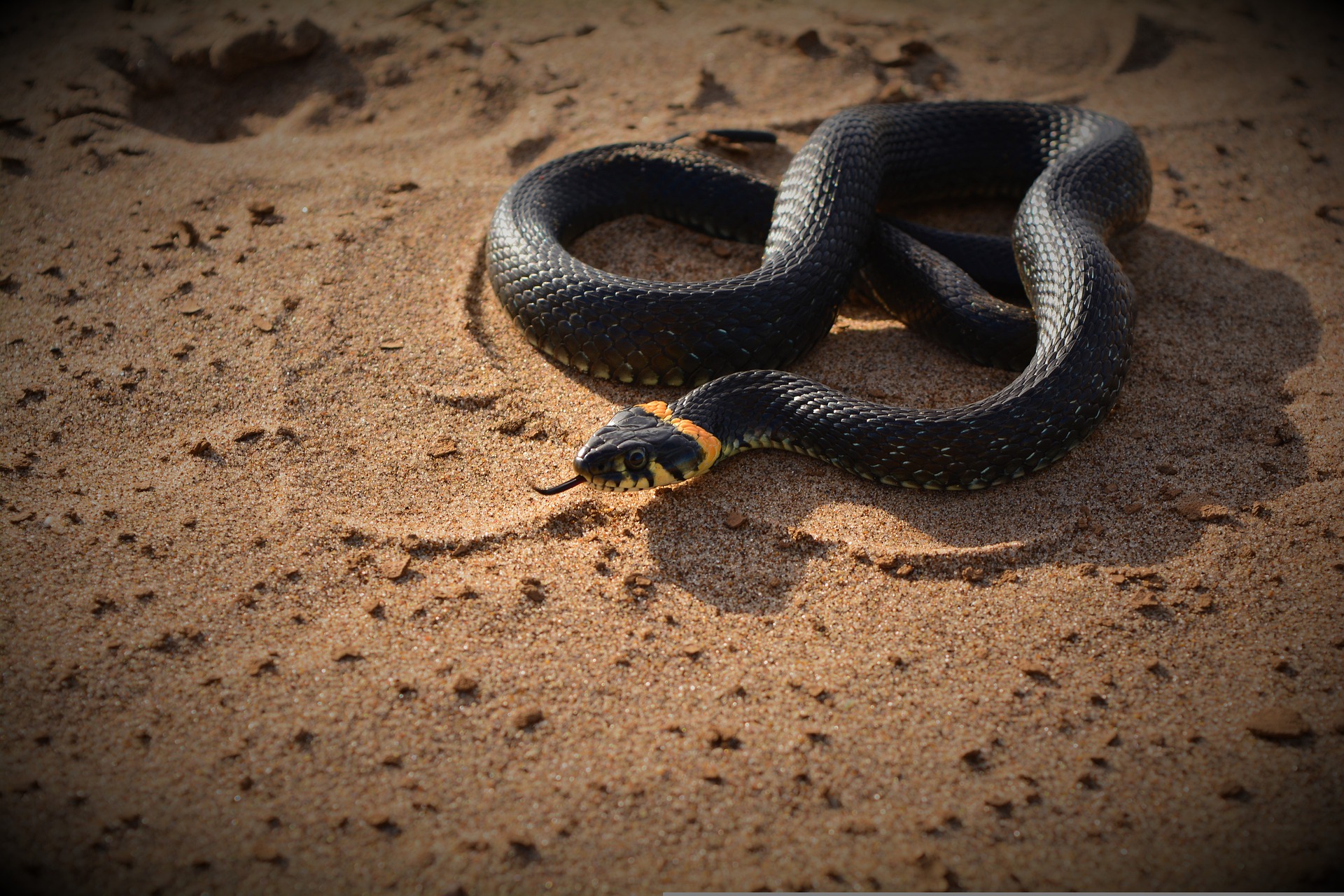 Animal de Poder Serpente ou Cobra