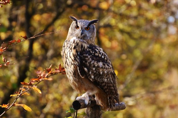 Imagem de uma coruja para representar o arquétipo da coruja.