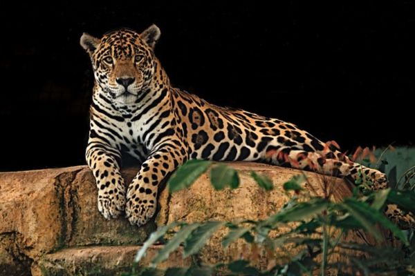 Imagem de uma onça-pintada deitada sobre uma pedra com fundo escuro para representar o arquétipo da onça-pintada.