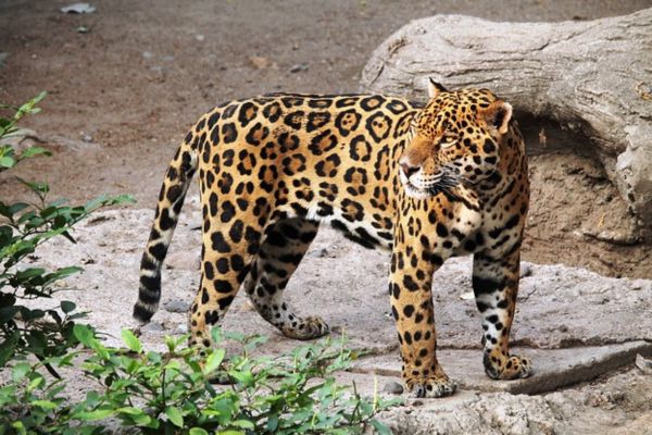 Imagem de uma onça-pintada em pé olhando para o lado para representar o arquétipo da onça-pintada.
