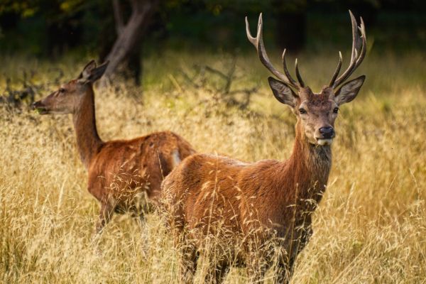 Imagem de um cervo macho na frente e um cervo fêmea atras, no meio da natureza, para representar o arquétipo do cervo.