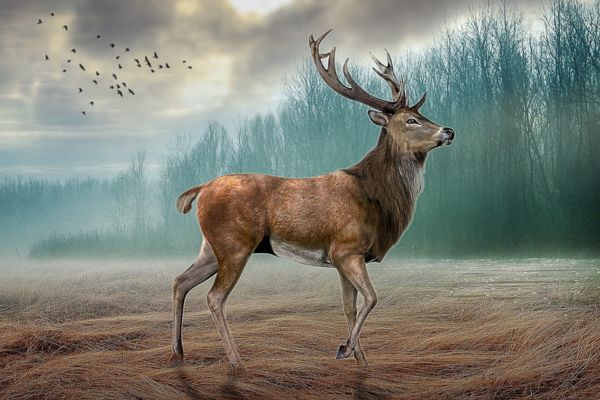 Imagem de um cervo macho de perfil, em meio a natureza, simbolizando o arquétipo do cervo.