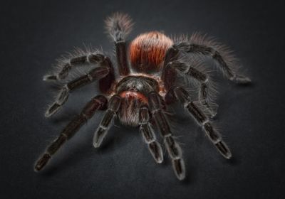 Imagem destaque do post de uma aranha caranguejeira para representar o arquétipo da aranha.