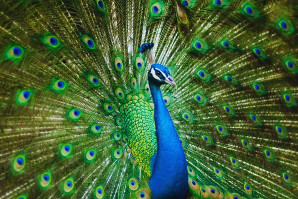 Imagem de um pavão-azul com sua bela cauda aberta para simbolizar o arquétipo do pavão.