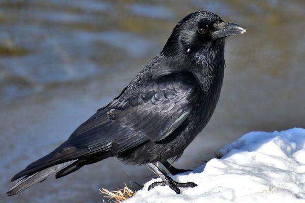 Imagem de um corvo na neve com fundo desfocado para simbolizar o arquétipo do corvo.
