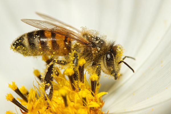 Imagem de uma abelha pousada em uma flor branca representando o arquétipo da abelha.
