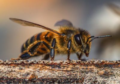 Imagem destaque do post arquétipo da abelha.