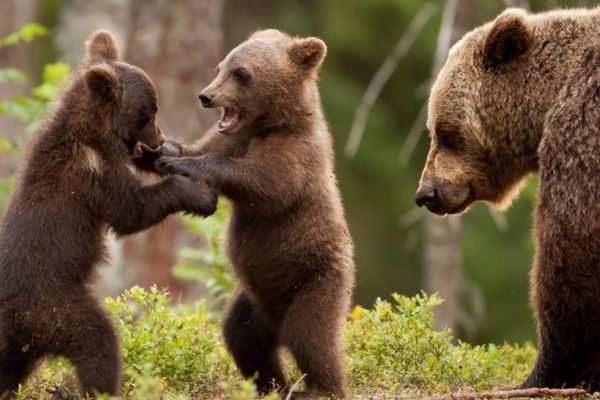 Imagem de uma ursa parda com dois filhotes brincando para simbolizar o arquétipo do urso.