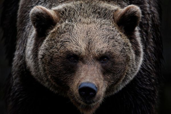 Imagem do focinho de um urso pardo com fundo escuro para representar o arquétipo do urso.