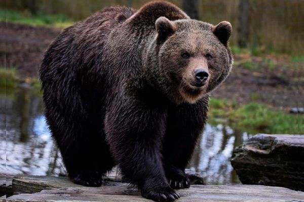 Imagem de um urso pardo de corpo inteiro na natureza representando o arquétipo do urso.