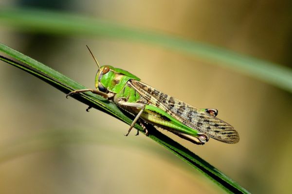 Imagem de um gafanhoto verde em uma planta representando o arquétipo do gafanhoto.