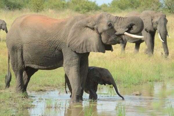 Imagem de elefantes grandes e um filhote para simbolizar o arquétipo do elefante.