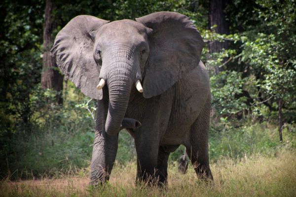 Imagem de um elefante em ambiente de floresta para representar o arquétipo do elefante.
