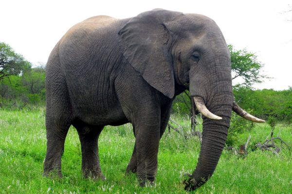 Imagem de um elefante com fundo de mato e árvores verdes simbolizando o arquétipo do elefante.