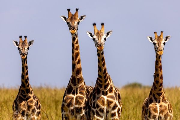 Imagem de quatro girafas em meio a natureza para simbolizar o arquétipo da girafa.