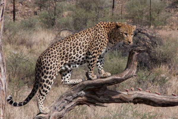 Imagem de um leopardo em cima de um tronco na natureza simbolizando o arquétipo do leopardo