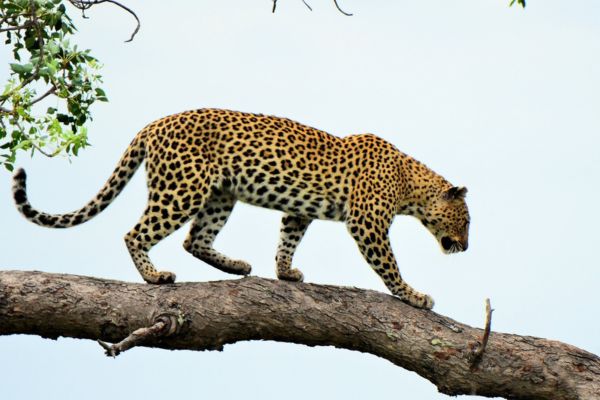 Imagem de um leopardo em cima de um galho de árvore para representar o arquétipo do leopardo