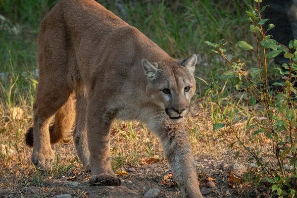 Imagem de um puma na natureza simbolizando o arquétipo do puma.