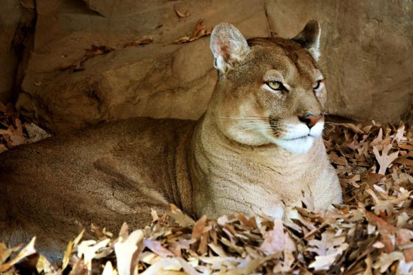 Imagem de um puma deitado em meio a folhas secas para simbolizar o arquétipo do puma.