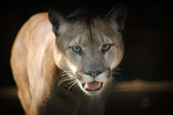 Imagem de um puma de frente com fundo escuro para representar o arquétipo do puma.