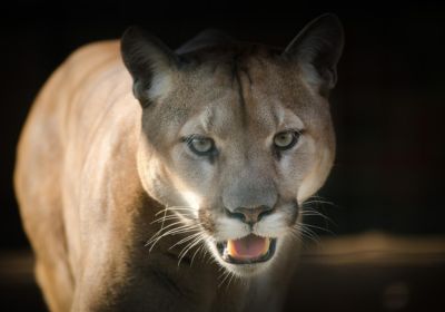 Imagem destaque do post arquétipo do puma.