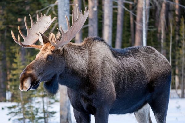 Imagem de um alce macho na natureza com neve no chão para representar o arquétipo do alce.